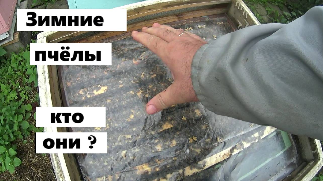 5 свойств зимних пчёл. смотреть онлайн