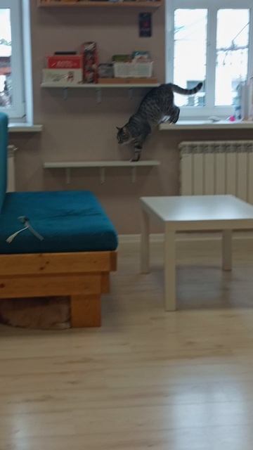 Котокафе МАО. Кострома. Июнь 2025