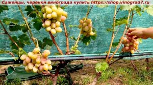 ❗️Виноград 3.08.2025- СНЕЖОК. Одна из самых красивых  крупноплодных форм лета- с гармоничным вкусом