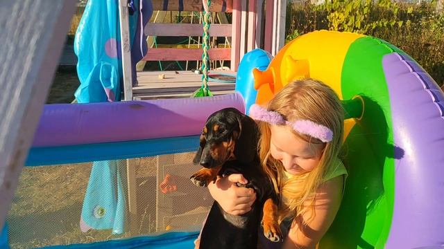 Таксы (премьера песни Альф и Жорик) смотреть онлайн