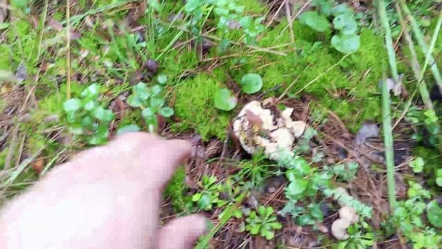 Поход в сосновый бор за грибами. смотреть онлайн