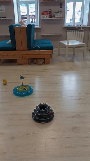 Котокафе МАО. Кострома. Июнь 2025