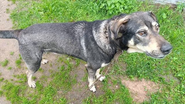 Деревенские зарисовки смотреть онлайн