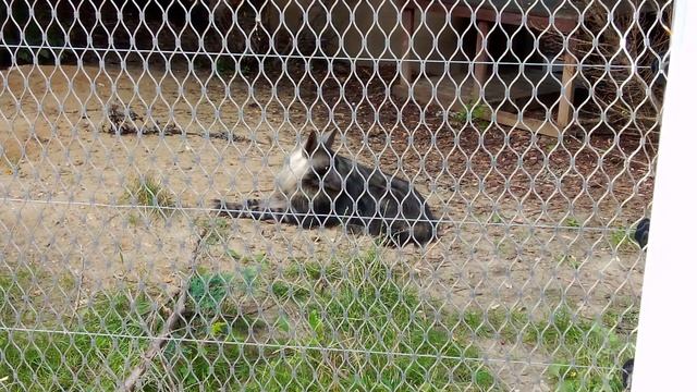 Московский зоопарк. Бурая гиена.