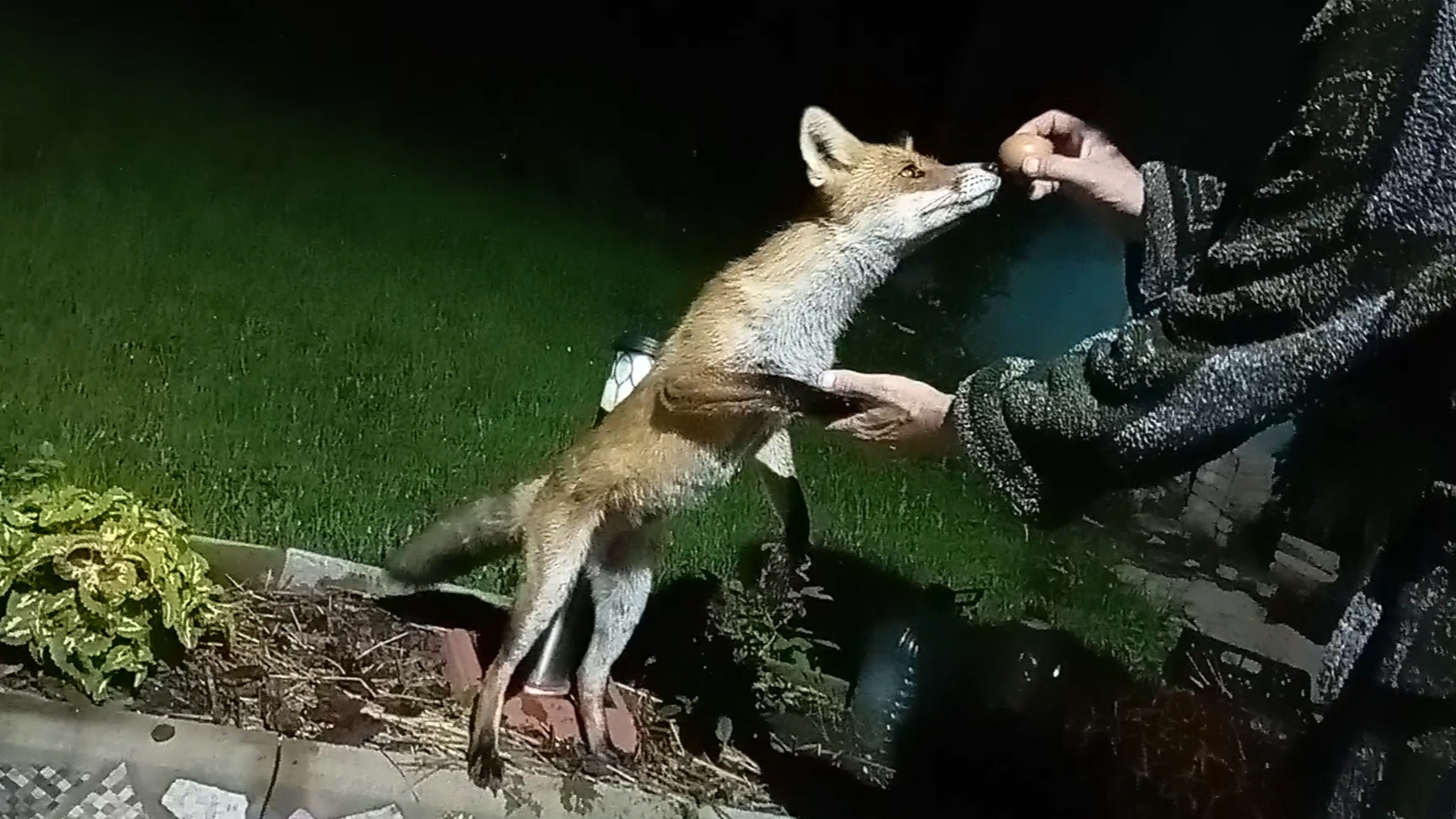 (1089) Лиса приходит в гости. Август 2025 смотреть онлайн