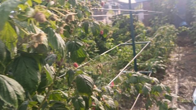 Малина Мапема, Прималба. 14.08.25 г. смотреть онлайн