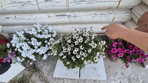 РЕЗУЛЬТАТ СТРИЖКИ ПЕТУНИИ.