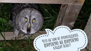 Нам привезли паззл для взрослых! Одуванчик - очень голодный сов. Сова Ёль снова готова смотреть небо