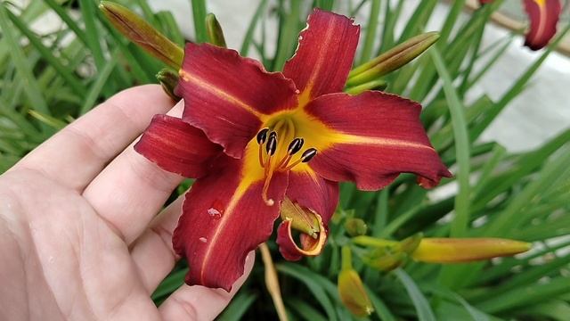 Лилейники нашего сада-нарезка видео 2025 смотреть онлайн