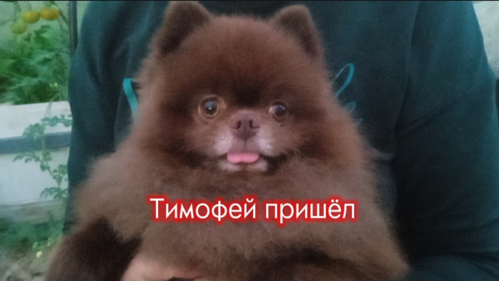 Тимофей пришёл - добрая песенка про милого шпица смотреть онлайн