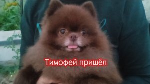 Тимофей пришёл - добрая песенка про милого шпица