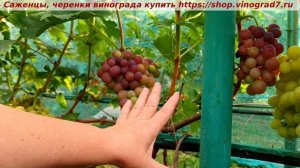 Виноград 3.08.2025-КЛАСС Ранний виноград с мускатом, с красной ягодой не оставит вас равнодушными!