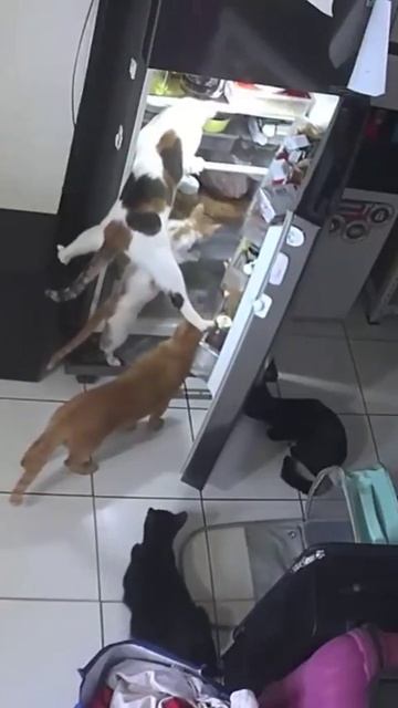 Кото банда.