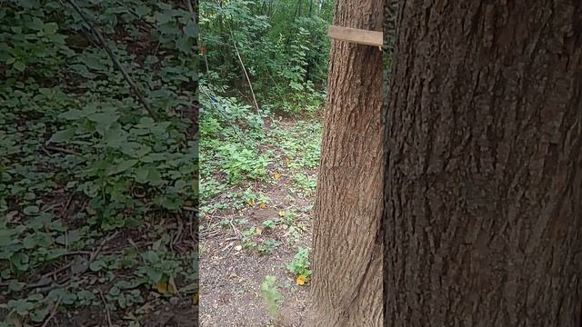 Белки 2 14.08.2025