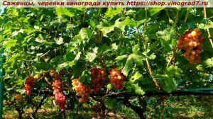 Виноград 3.08.2025 ДЫНЬКА. Мускат, цвет ягод, размер гроздей сделали эту форму незаменимой, желанной