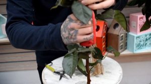 Обзор на розы " Игуана"