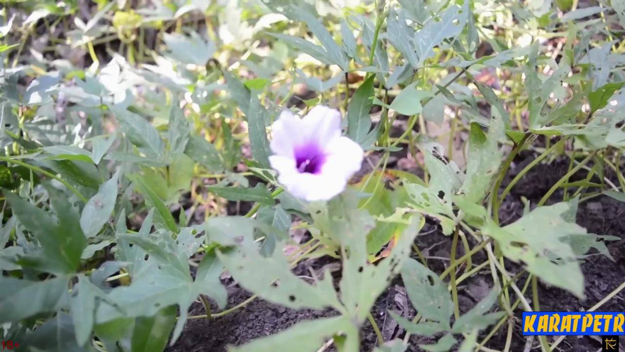 1 Грядка со сладким картофелем смотреть онлайн