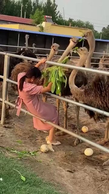 яичек захотелось