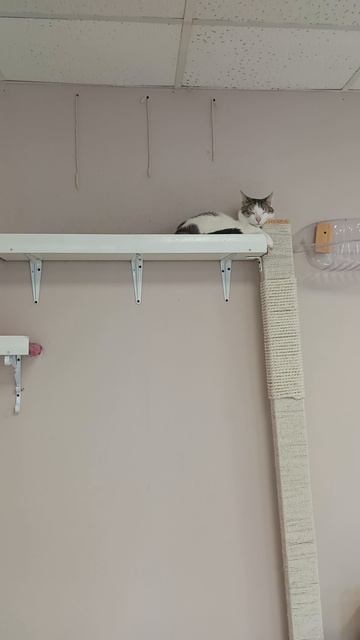 Котокафе МАО. Кострома. Июнь 2025