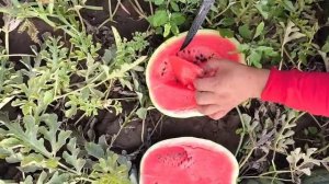 Арбуз, сорт Бедуин. Урожай 2025.