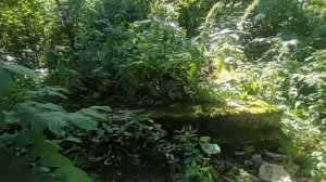 Руины памятника обелиска павшим война в Русско-турецкой войне в Ропше, лиственница и дворец. Ропша.