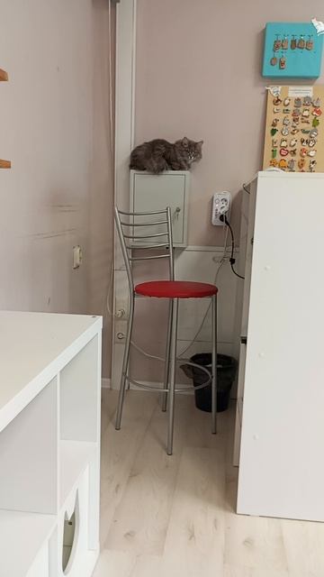 Котокафе МАО. Кострома. Июнь 2025