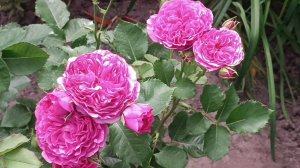 Красавица Роза Минерва (Minerva).