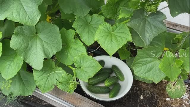 Огурчики малосольные с медом за 4 часа смотреть онлайн