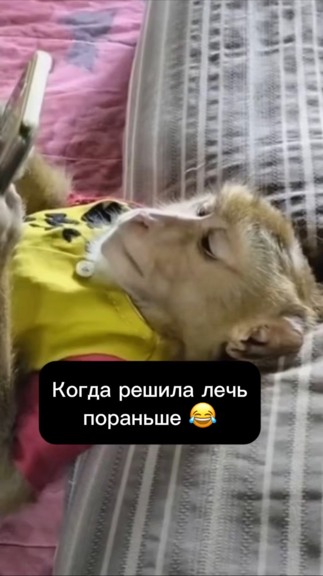 Когда решила лечь пораньше …ну-ну😂