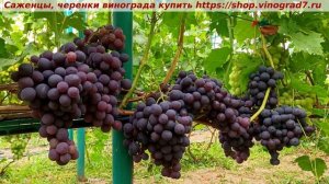 Виноград 3.08.2025- БАГИРА Бывает просто роскошный виноград? Это говорят о ней- одни плюсы!