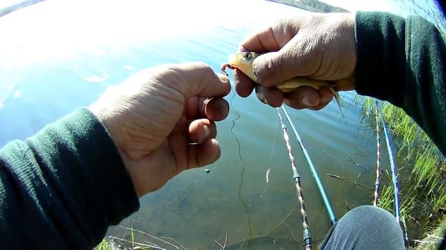 Ловим карасямбов на новом озере смотреть онлайн