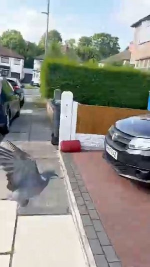 Жизнь животных