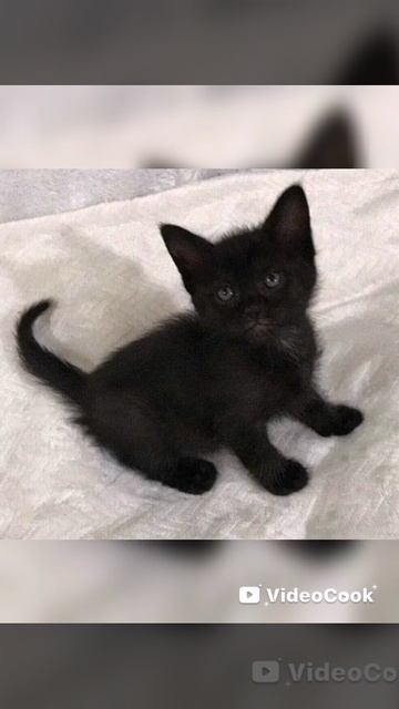 Животные играют в игру кальмара