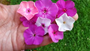 Все эти флоксы выращены из семян, взятых всего от одного флокса