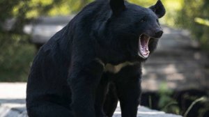 Самый опасный медведь в мире растерзал восьмилетнего ребенка в Индии