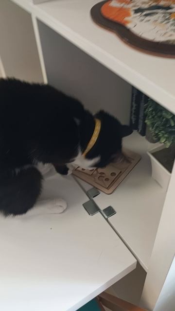 Котокафе МАО. Кострома. Июнь 2025