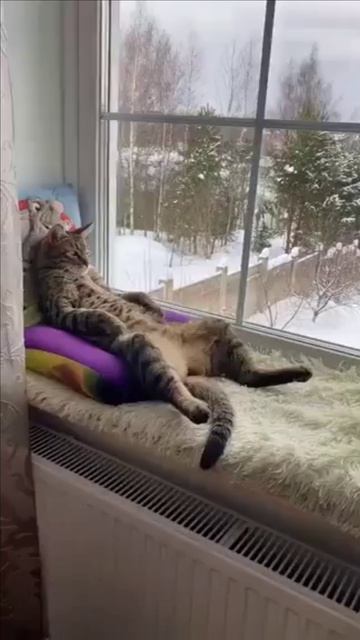 Кот смотрит в окно смотреть онлайн