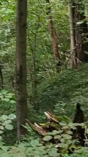 Вот по таким буеракам мы катаемся...Наша зарядка!!!