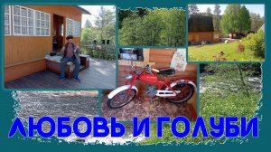 любовь и голуби