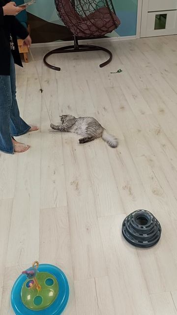 Котокафе МАО. Кострома. Июнь 2025