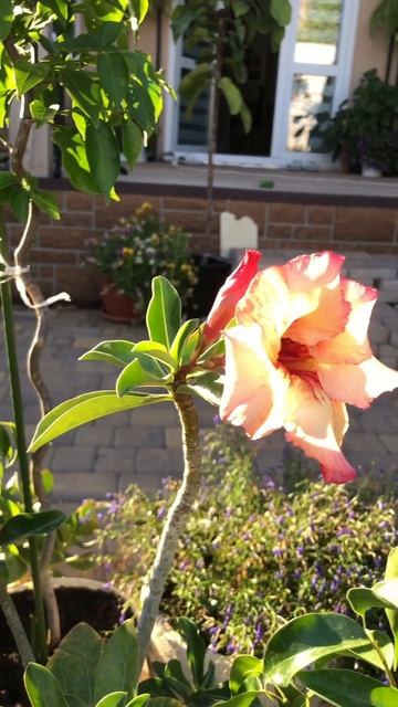 Адениум- роза пустыни цветёт у меня в саду смотреть онлайн