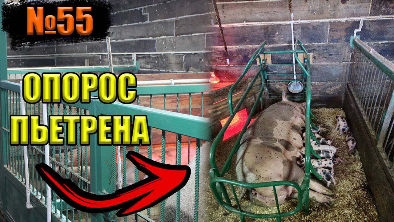 №55 Первый опорос свиноматки (пьетрен)! в опоросном станке!?