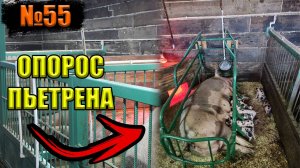 №55 Первый опорос свиноматки (пьетрен)! в опоросном станке!?