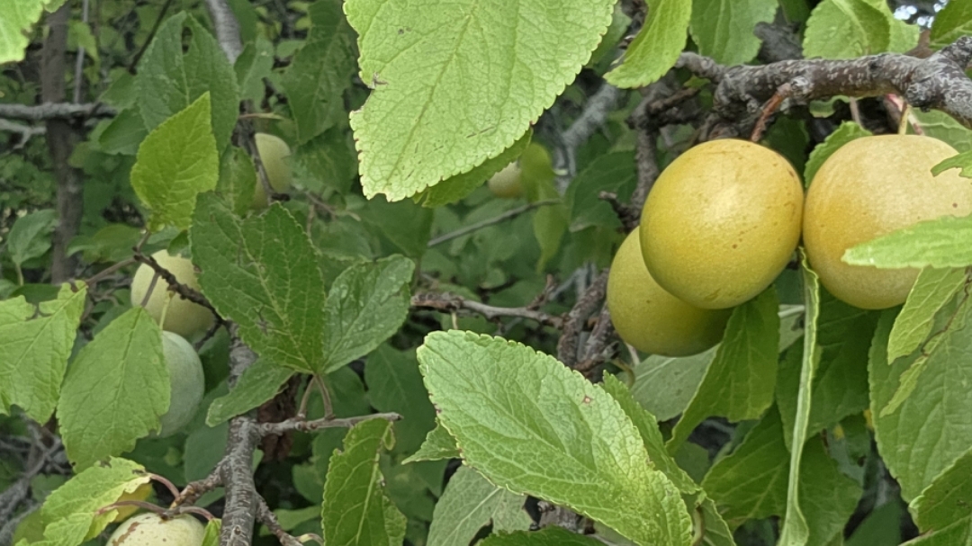 КРАСАВЧИК ЗАБОР ГОТОВ/ПЕРВЫЙ УРОЖАЙ СПЕЛЫХ,МЕДОВЫХ СЛИВ/ДАРЫ ОГОРОДНЫЕ РАДУЮТ/ДОРОГА ДОМОЙ14-08-2025