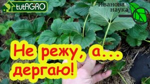 Уход за клубникой в августе: 3 простых шага к огромному урожаю! Ошибки, которые убивают урожай.