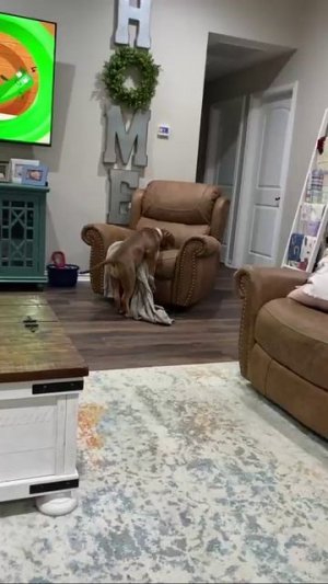 Завели себе бойцовую собаку. Ожидание и реальность 🙄