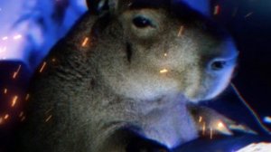 ДИКИЙ ОГУРЕЦ funk