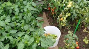 Огородный влог Делаю дела и хожу болтаю обо всем