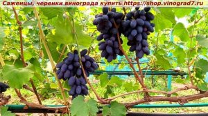 Виноград 3.08.2025 ВЕРНИСАЖ Крупноягодная форма с гармонией во вкусе, ультраранним сроком созревания