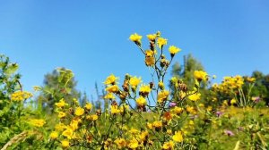 Ранняя прогулка